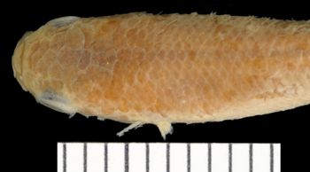 Media type: image;   Ichthyology 99089 Aspect: dorsal head